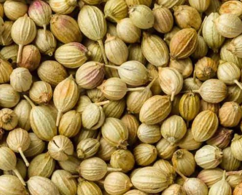 Coriander seeds